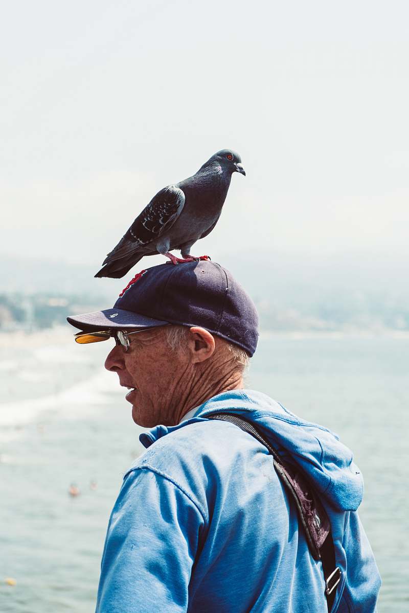 bird  seagull