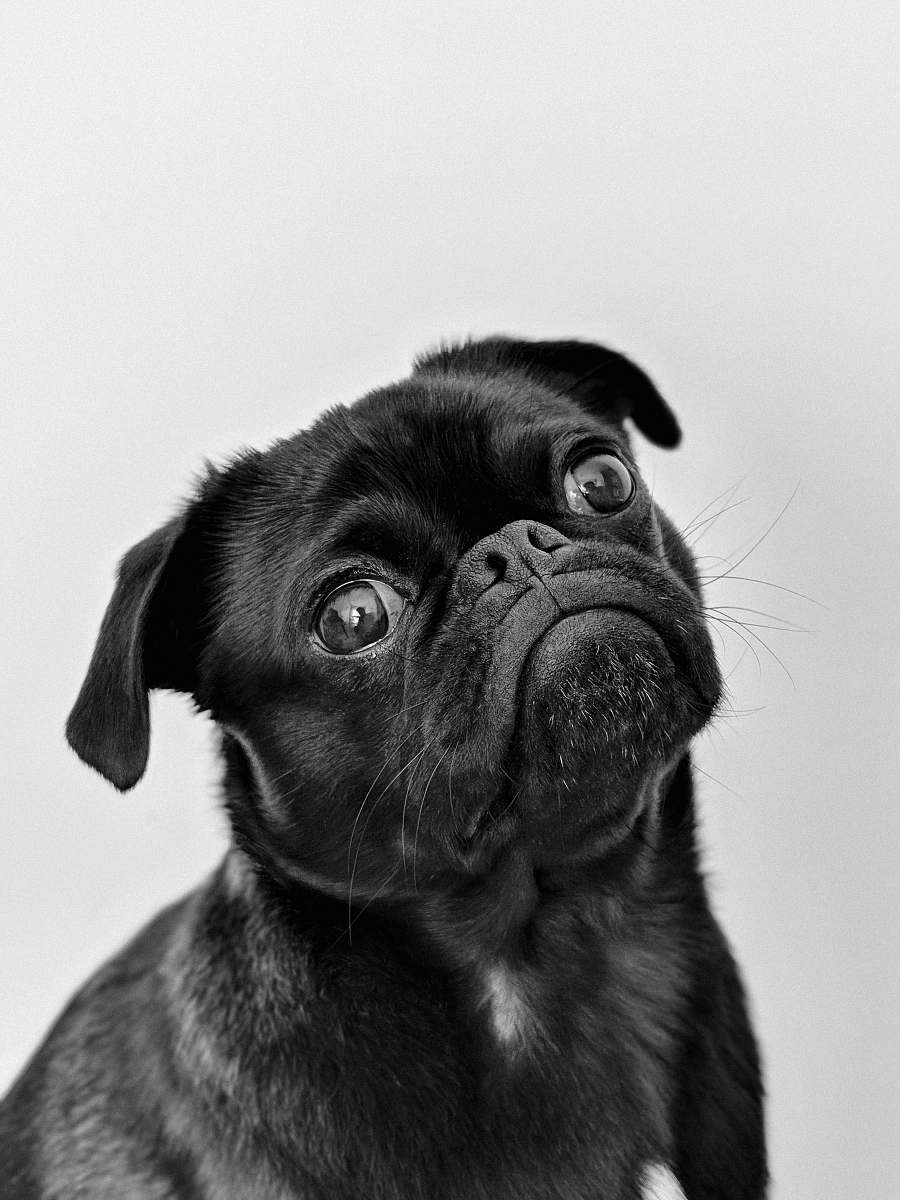 black-and-white  dog