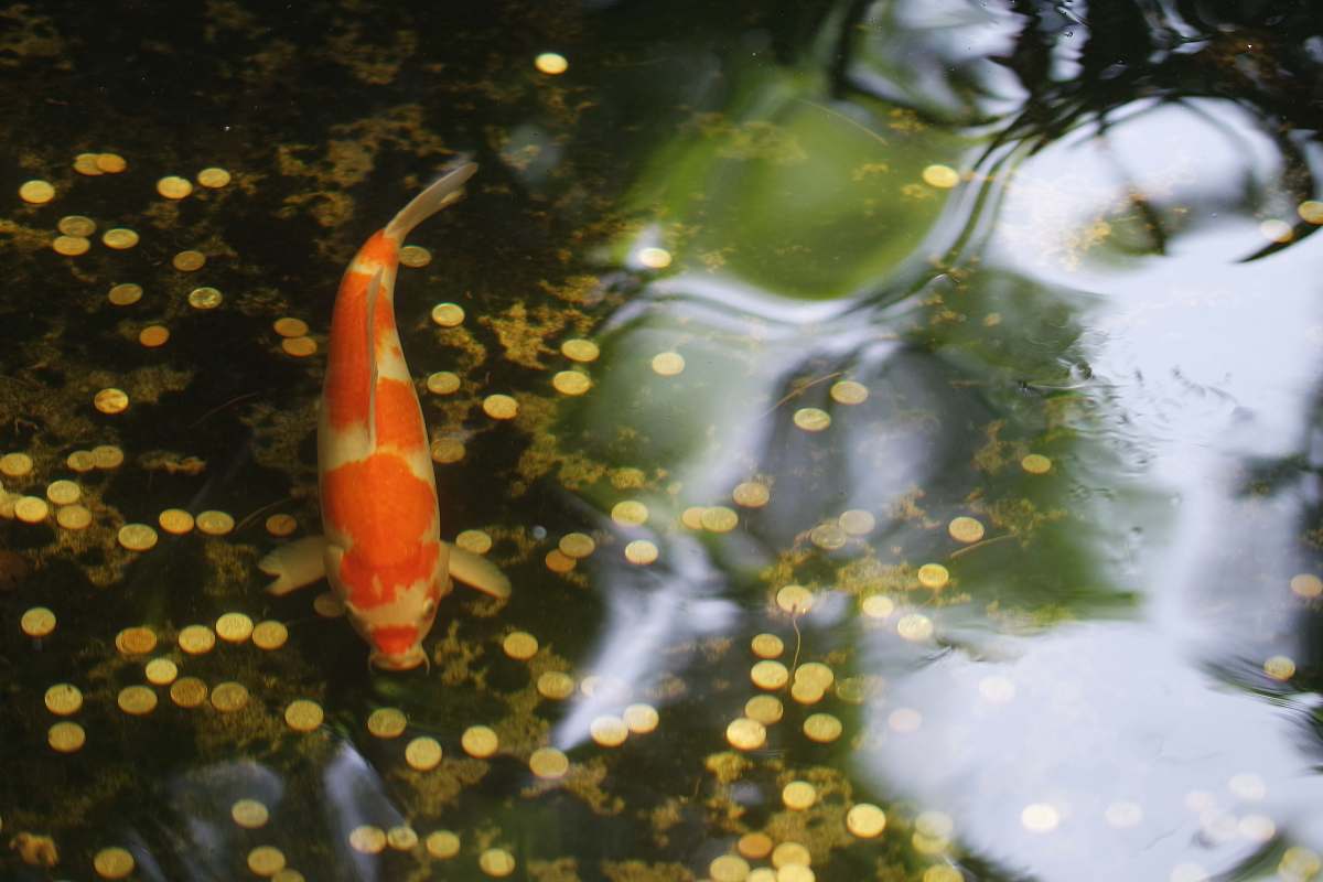 fish  aquatic