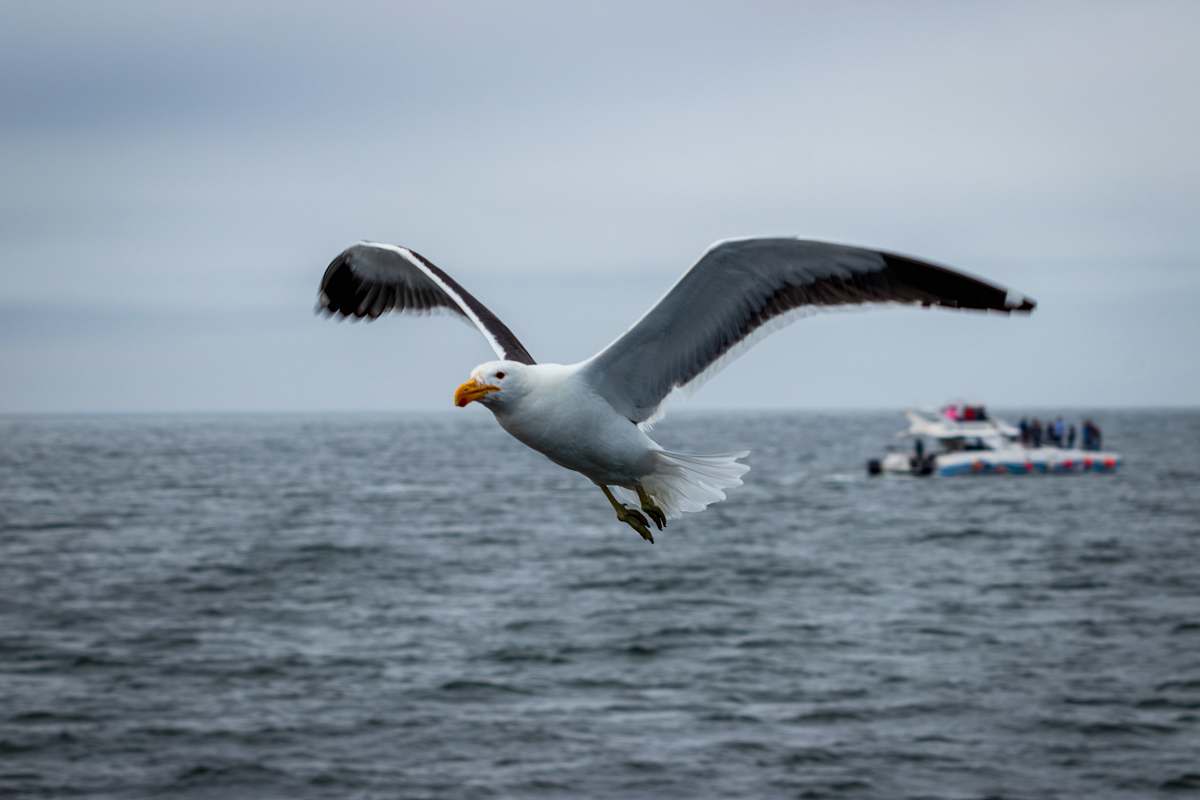 flying  bird