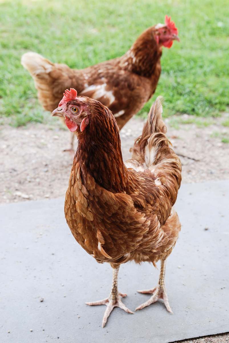 fowl  chicken