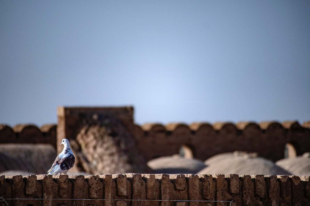 iran  pigeon
