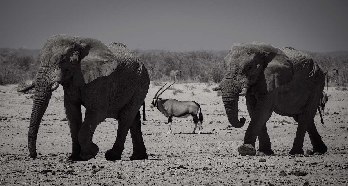 mammal  wildlife