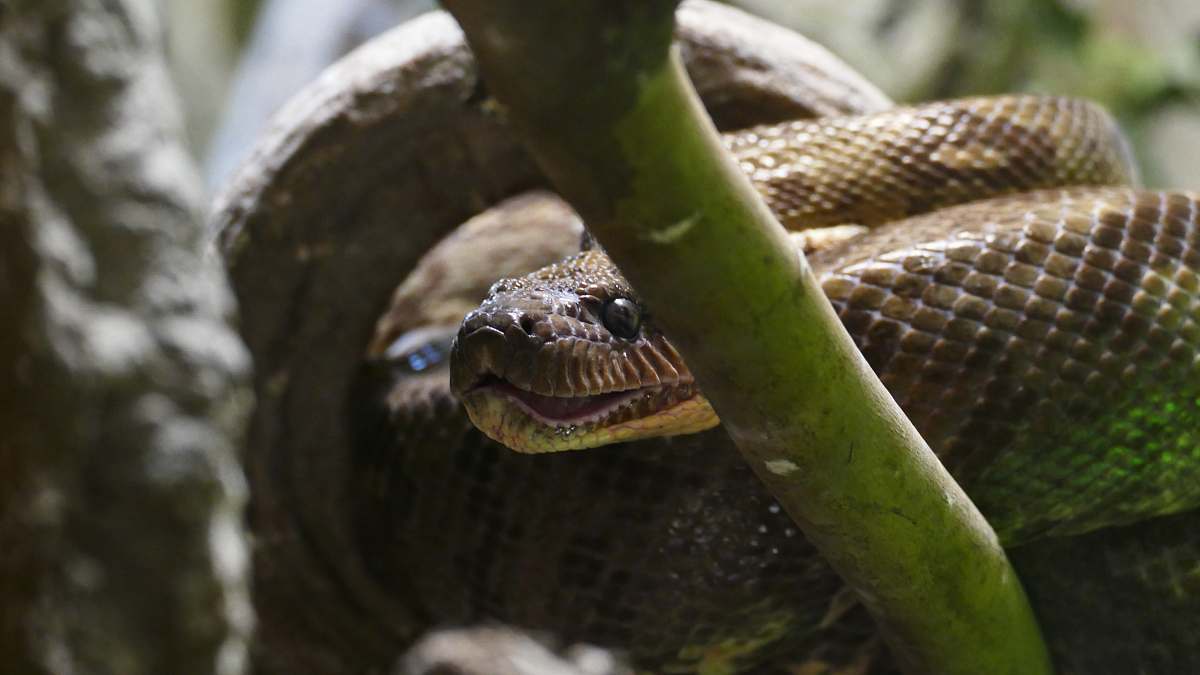 snake  reptile