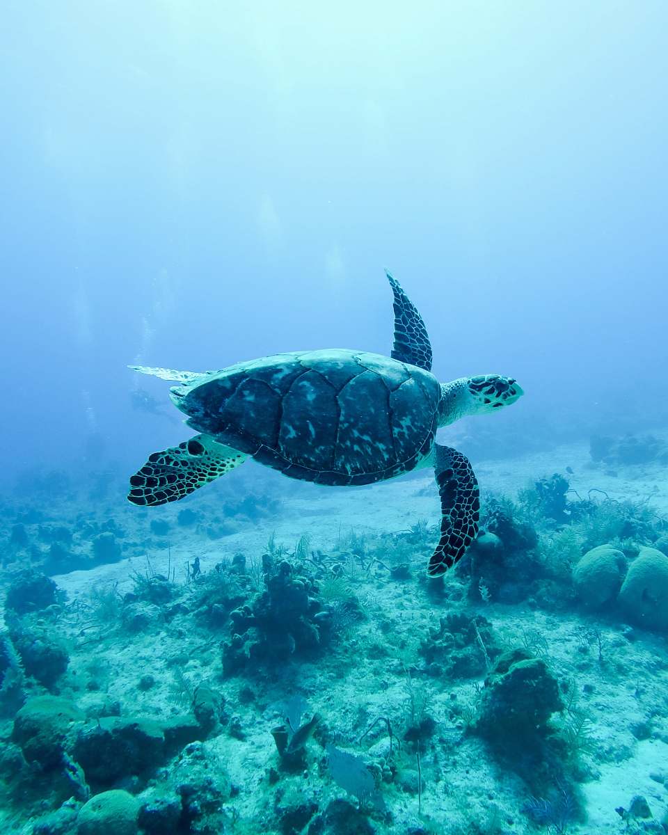 turtle  sea life