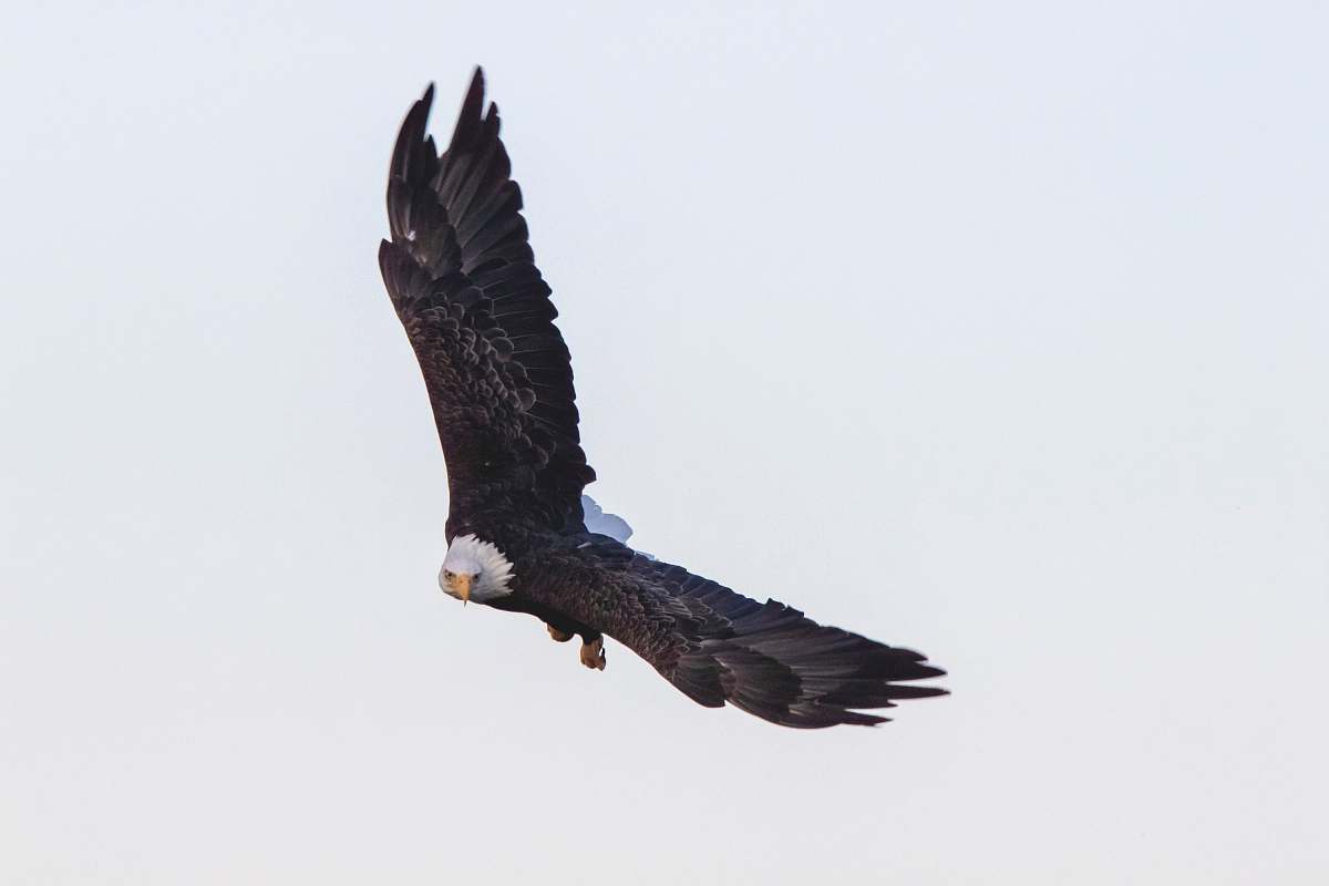 bird a bald eagle in flight eagle