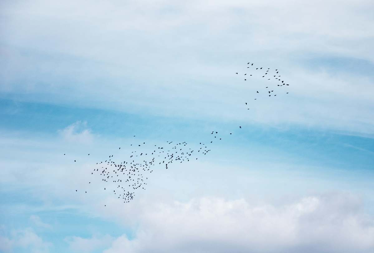 flock a flock of birds flying in the sky blue