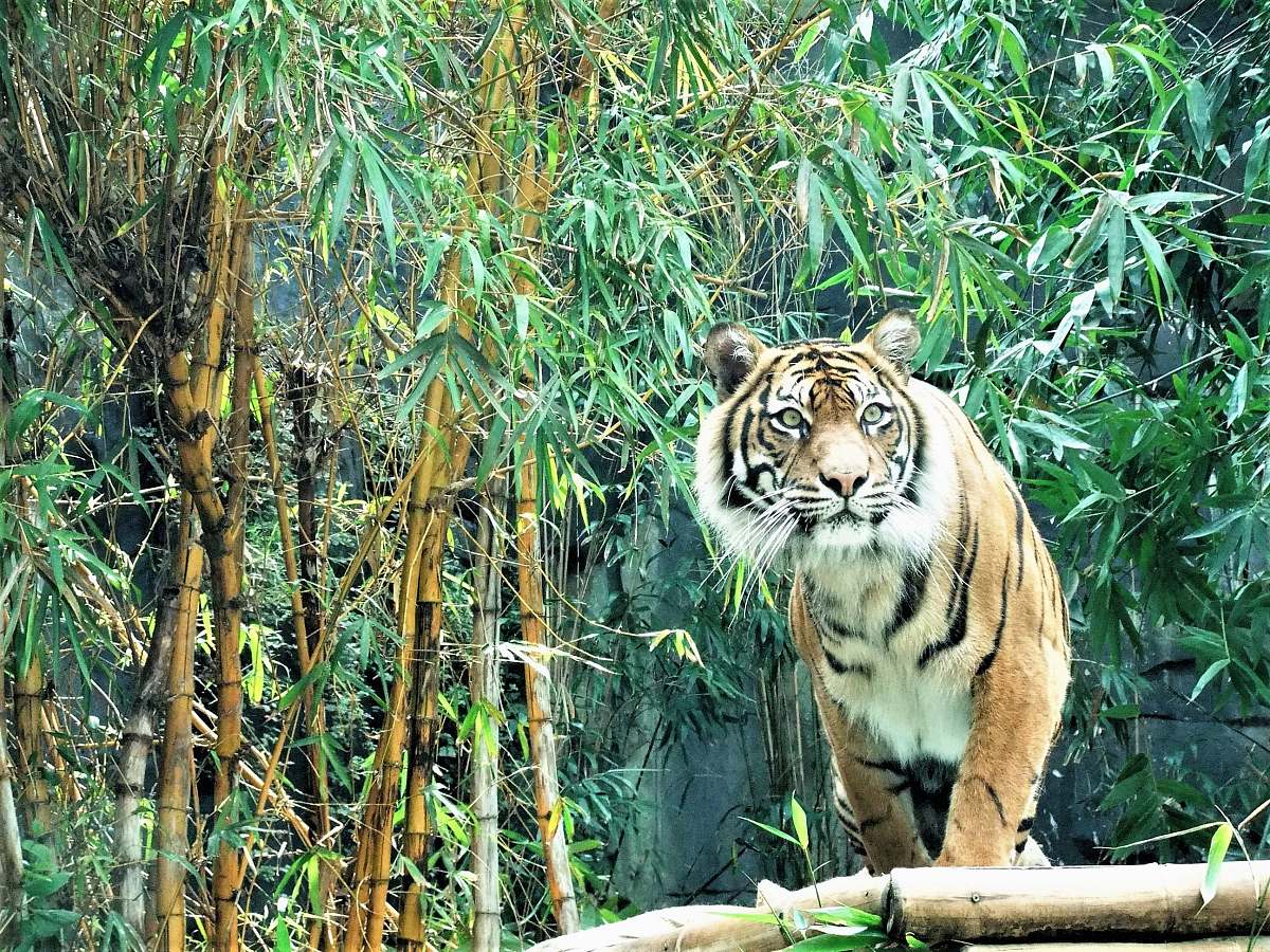 mammal adult Bengal tiger standing near bamboo trees wildlife