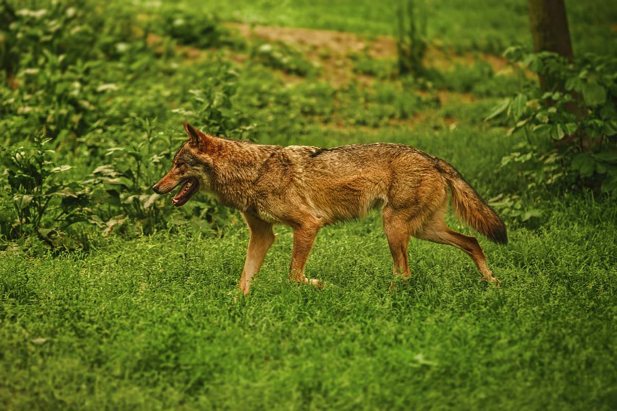 canine adult brown dog on green grass coyote
