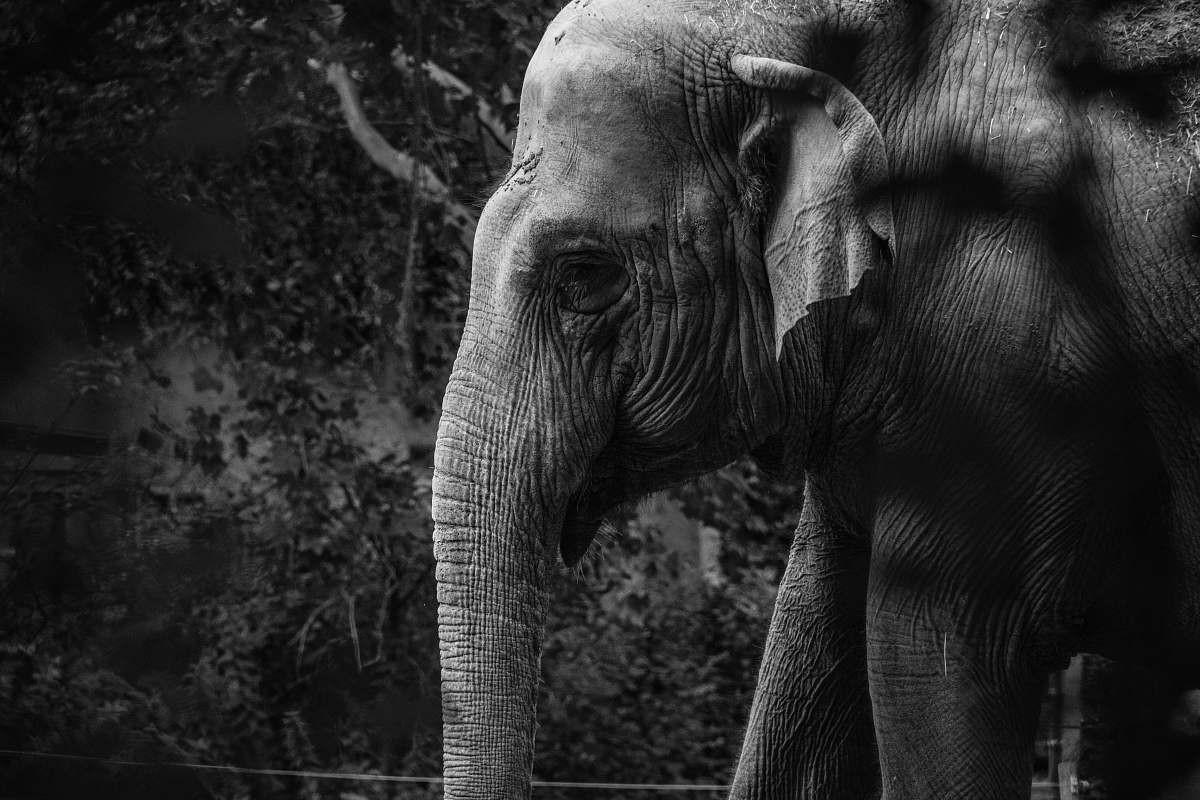 Black And White Adult Elephant Elephant Image Free Photo