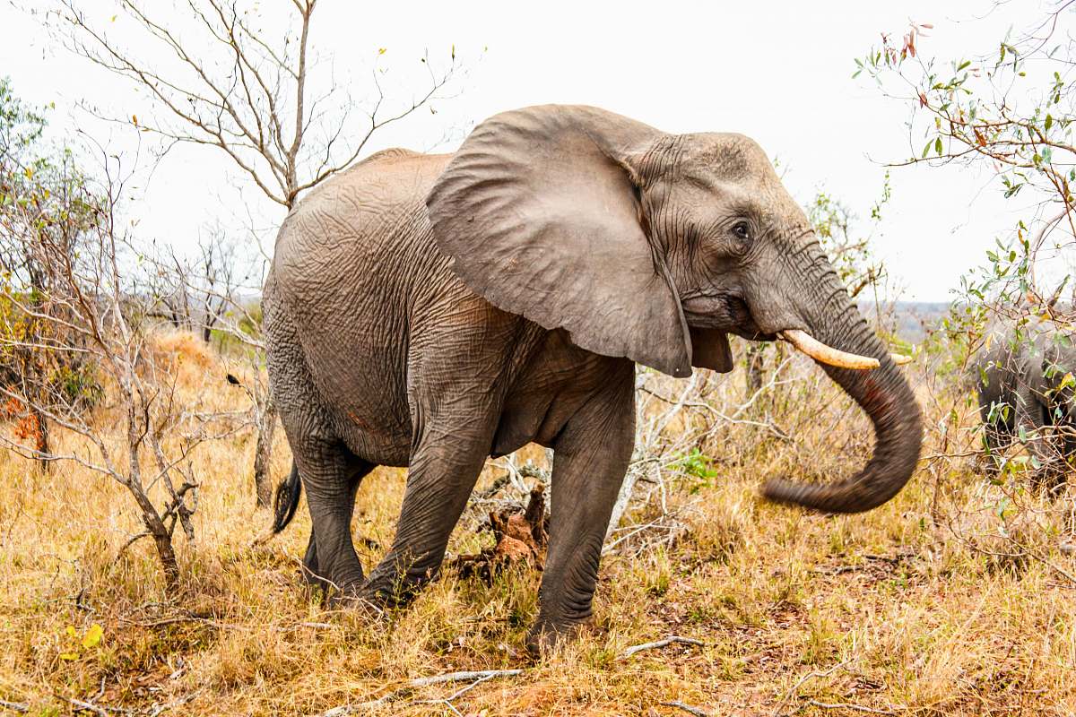 mammal adult elephant elephant