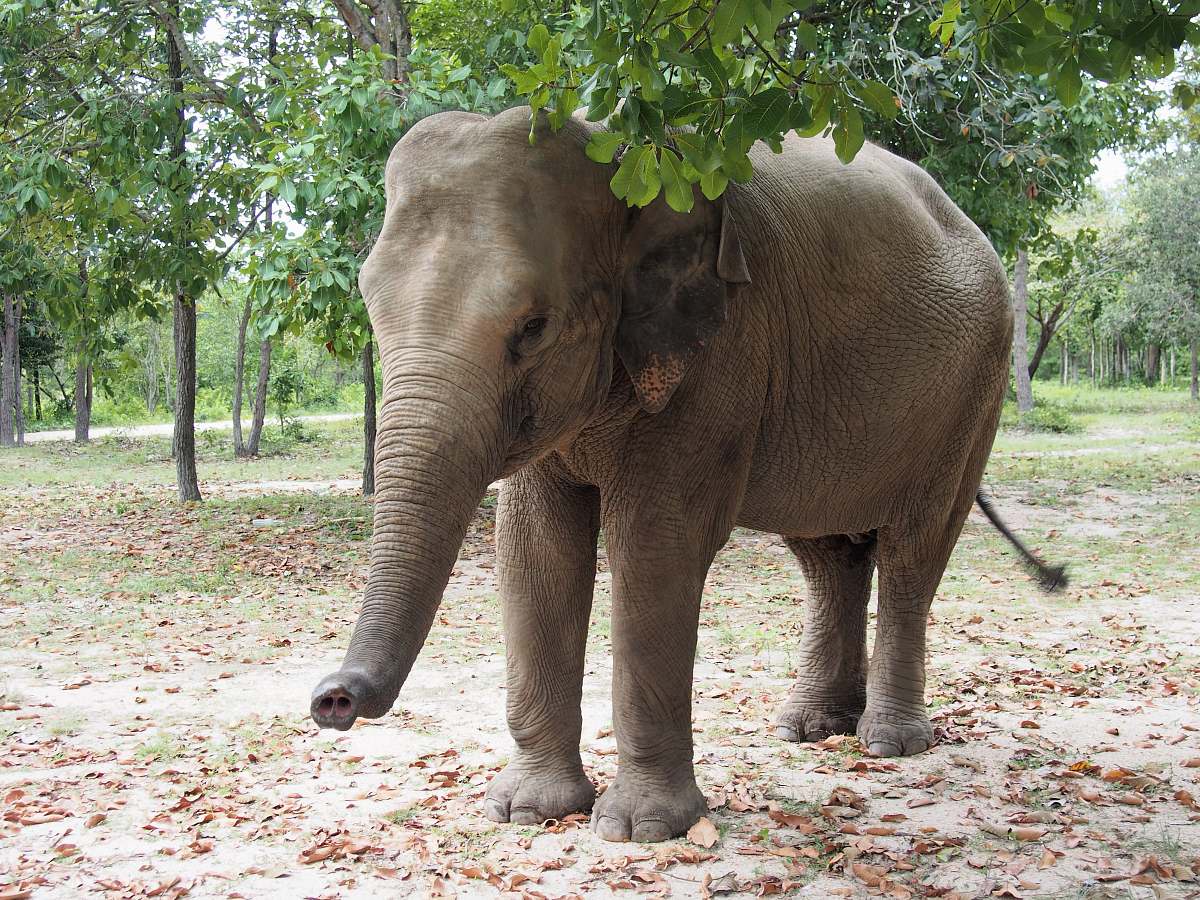 mammal adult elephant near trees elephant