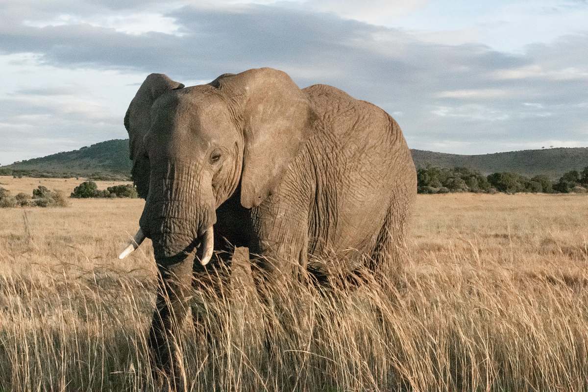 wildlife adult elephant standing in wheat field elephant