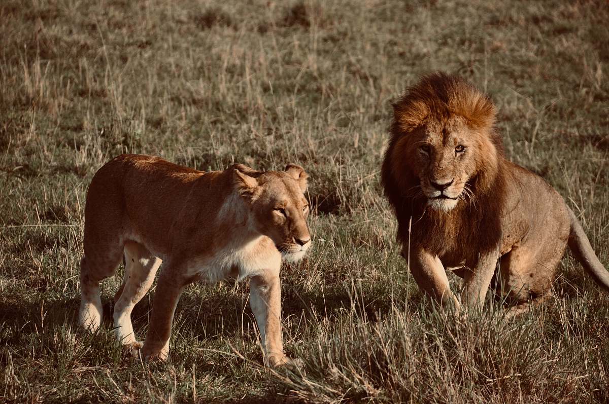 mammal adult lion and lioness at the wild during day lion
