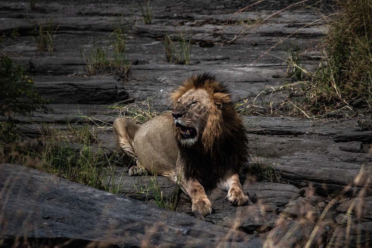 lion adult lion lying on rock wildlife