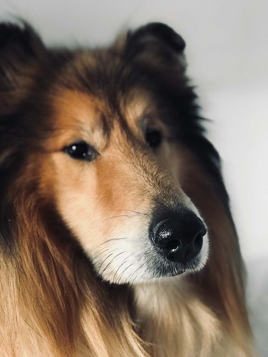 mammal adult long-coated brown dog dog
