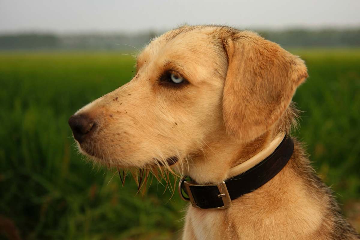 dog adult short-coated fawn dog canine