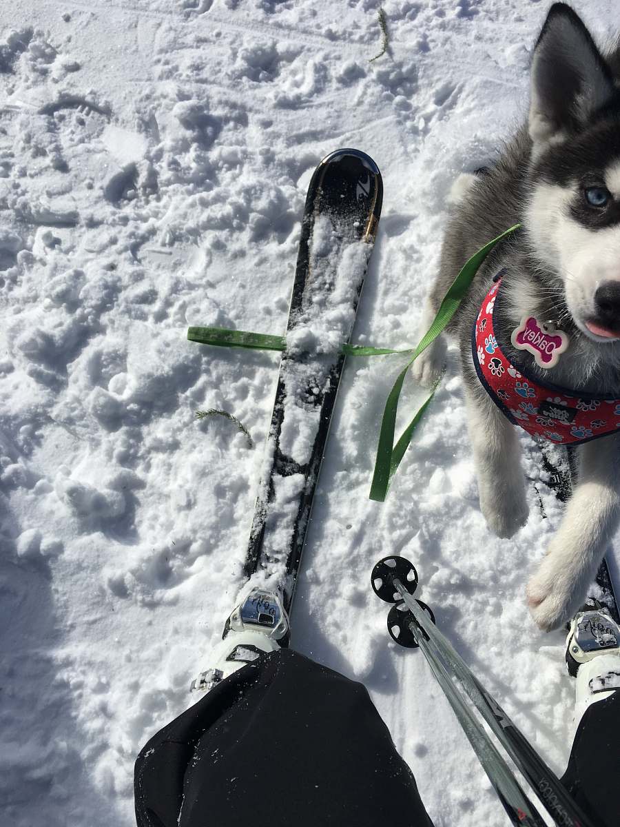 dog adult Siberian husky in snowy field husky