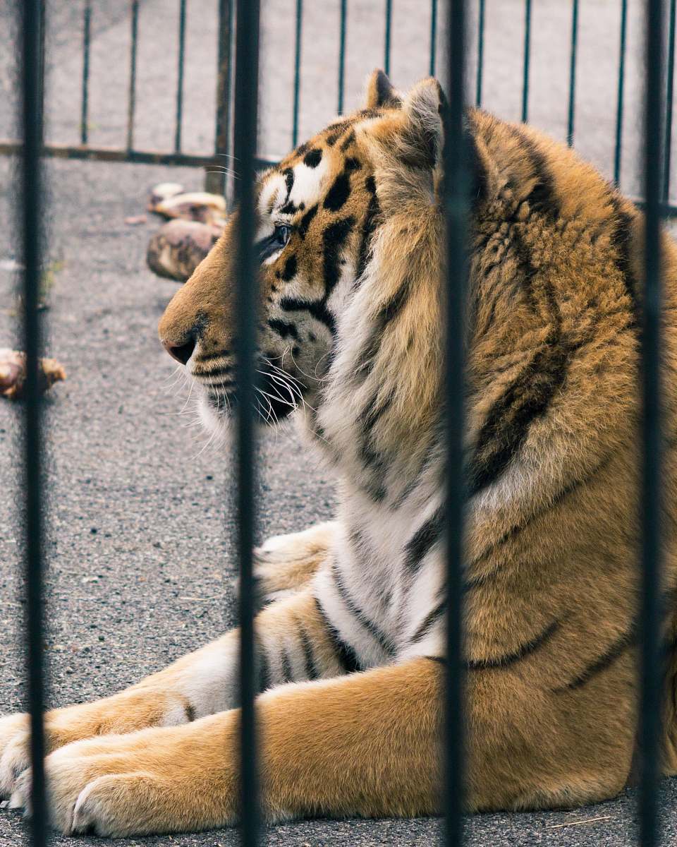 mammal adult tiger inside cage tiger