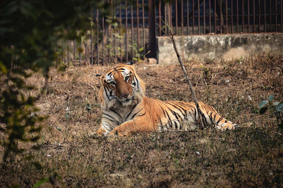 mammal adult tiger on green field tiger