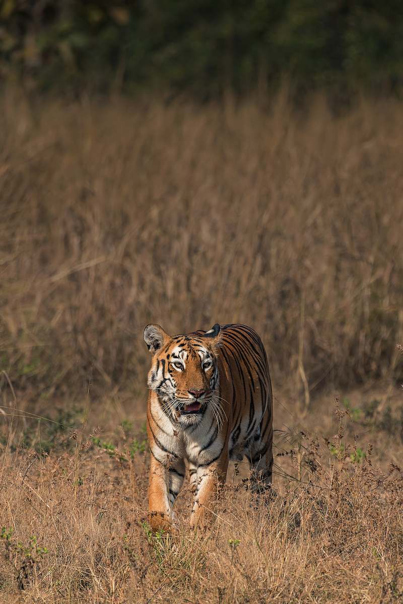 mammal adult tiger standing on dry fields tiger