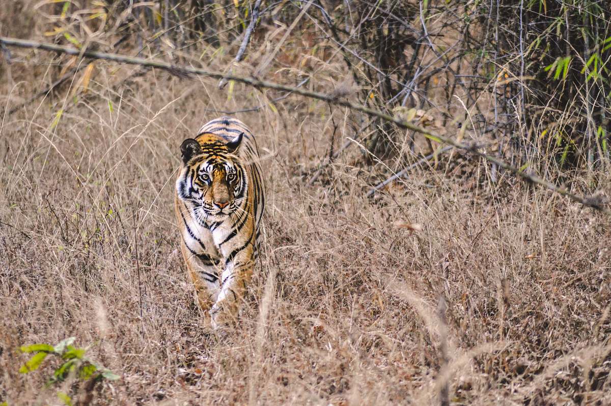 wildlife adult tiger walking on brown grass tiger