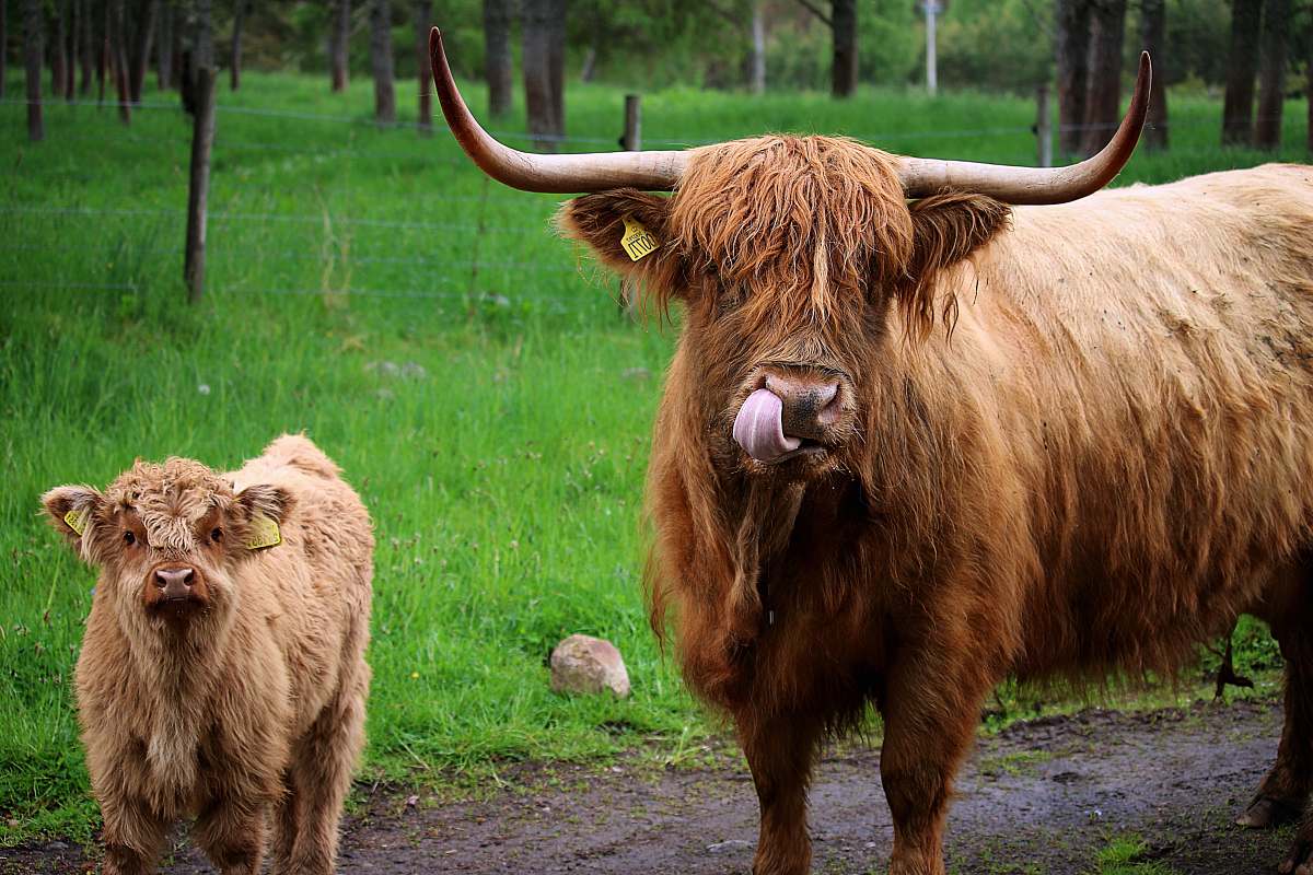 cattle adult West Highland cattle by calf cow
