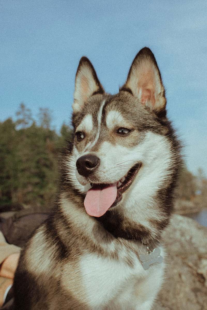 canine adult white and black husky dog