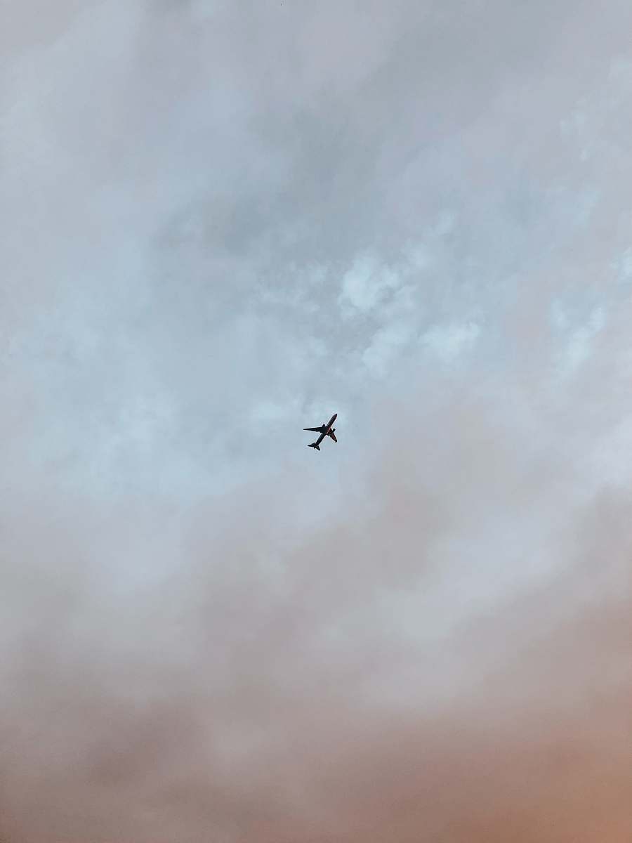 bird airplane on flight flying