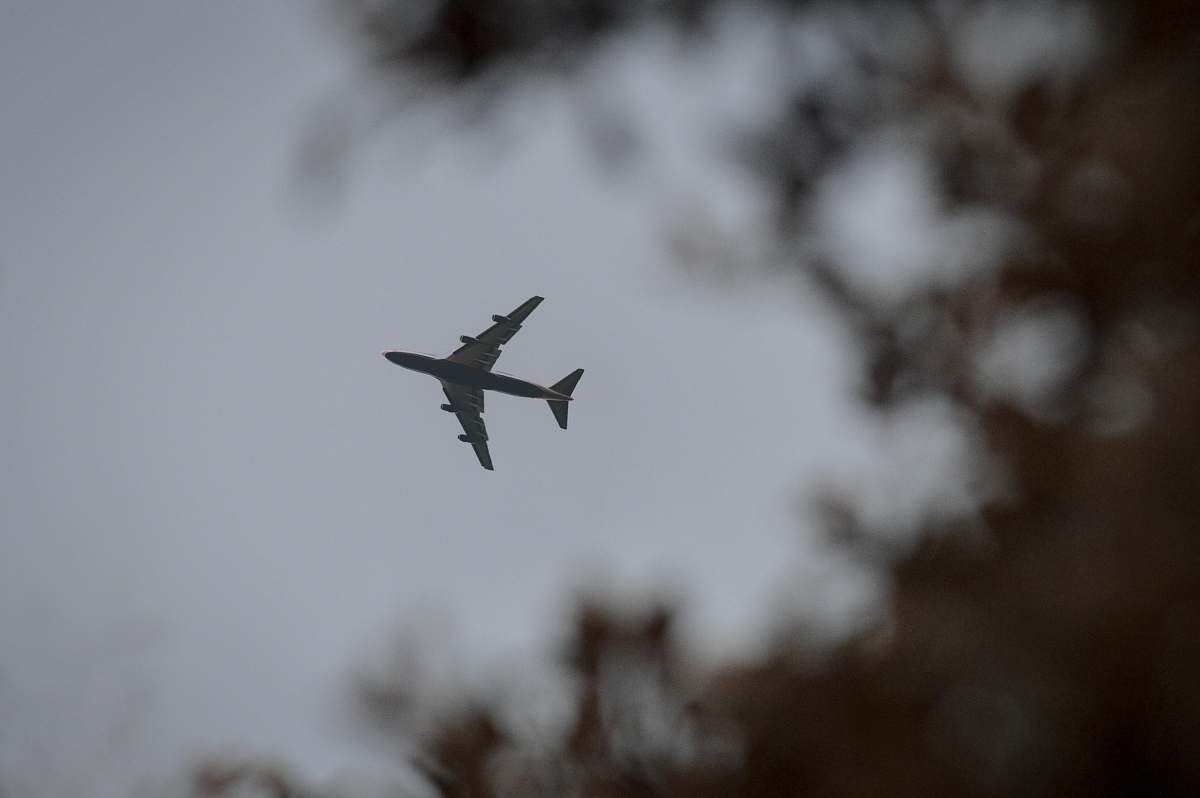 bird airplane over tree flying