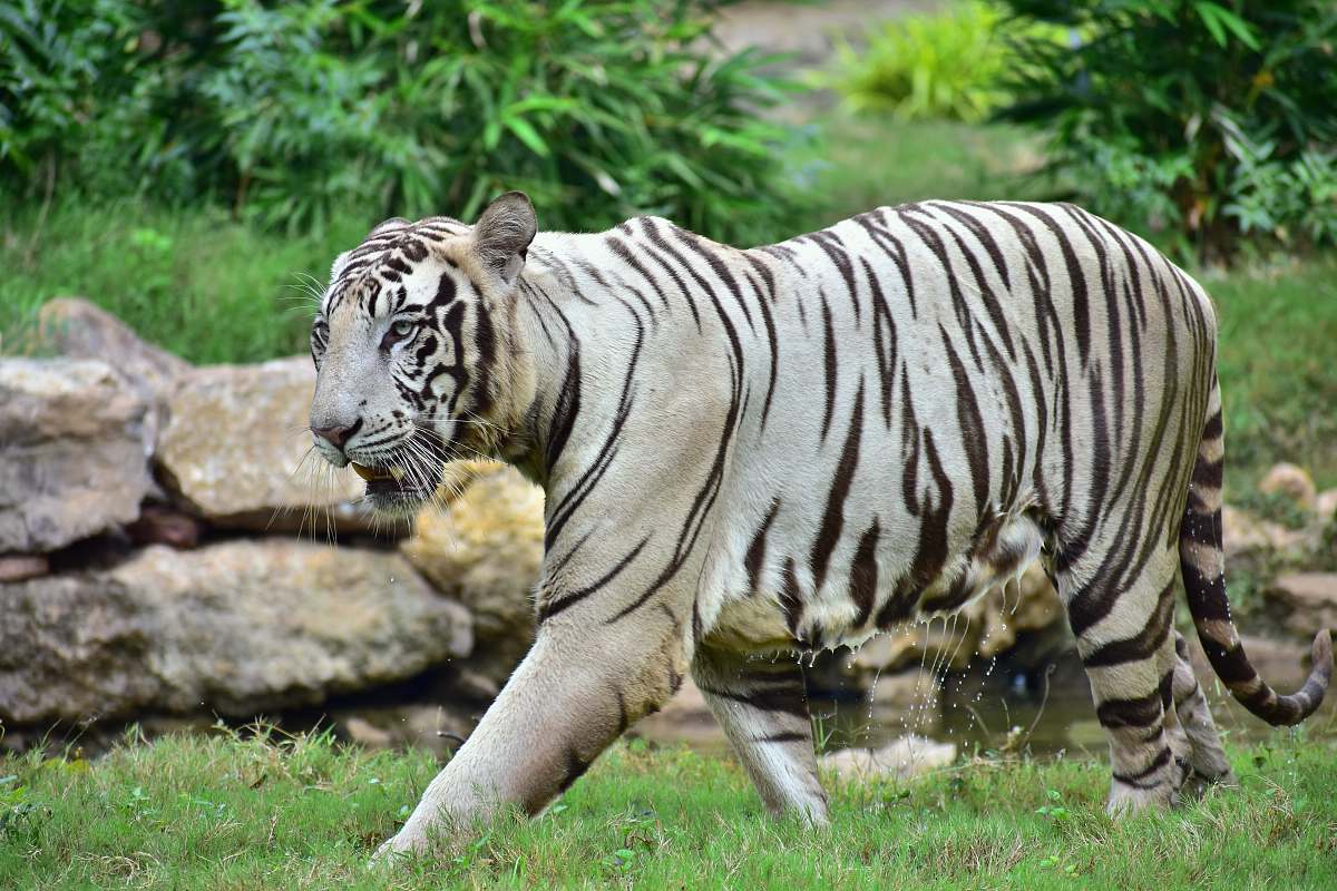 Wildlife Albino Tiger Tiger Image Free Photo