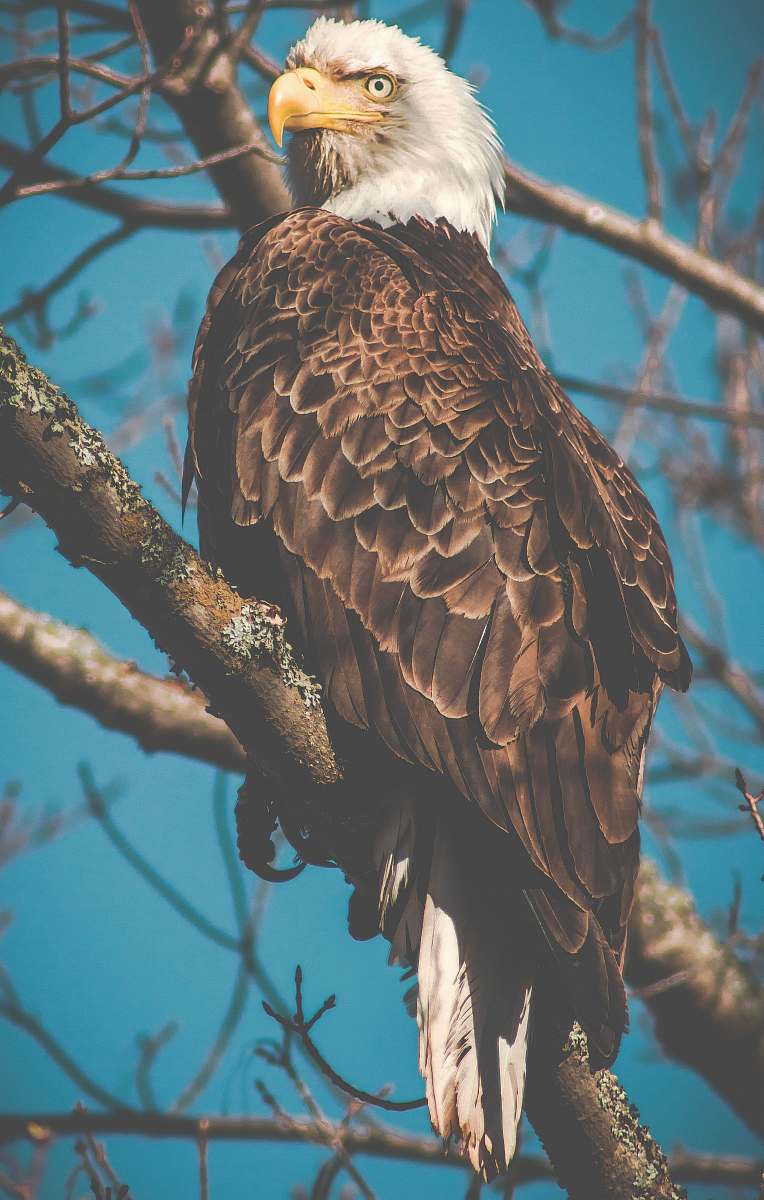bird American eagle on branch eagle