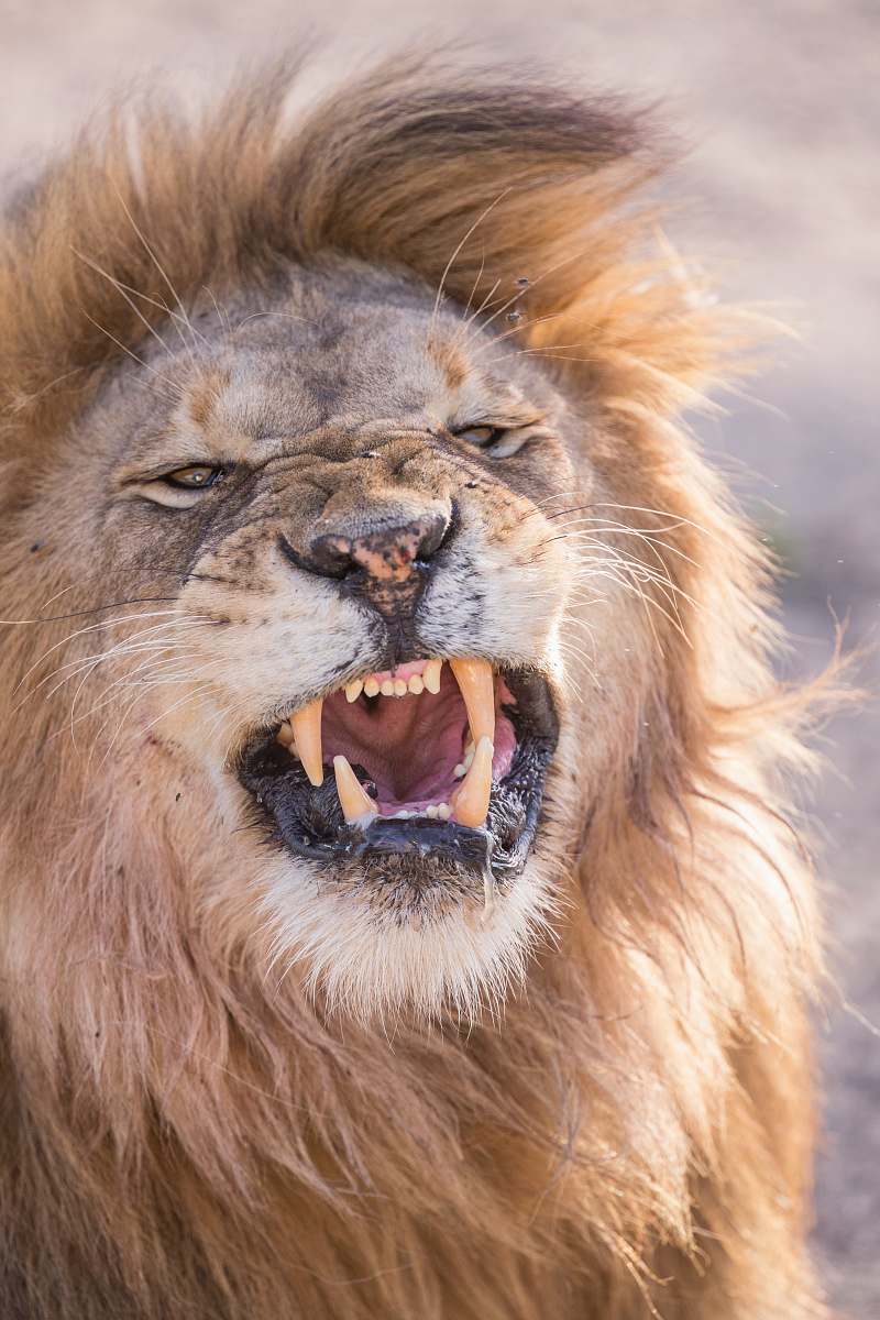 mammal angry lion lion