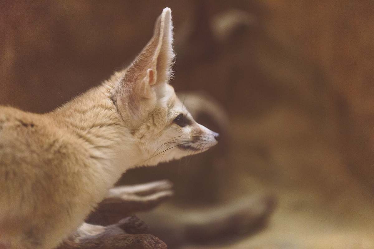 fox animal looking at its left mammal