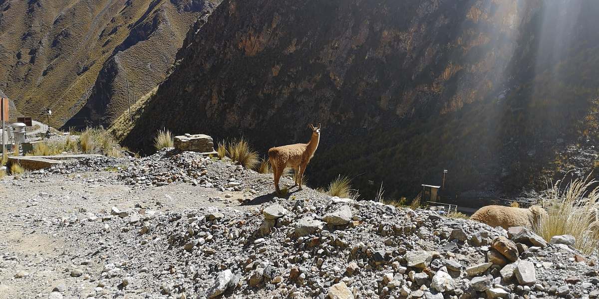mammal animal standing on stones kangaroo
