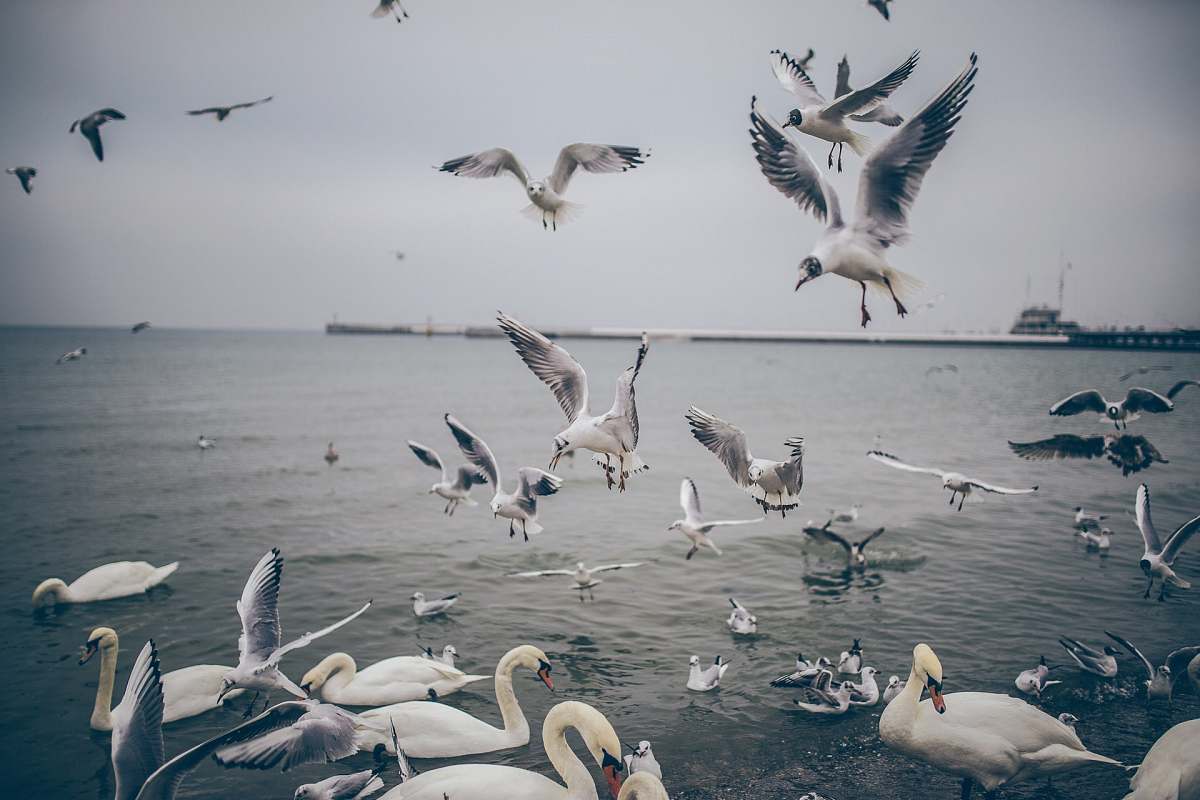 bird assorted birds seagull