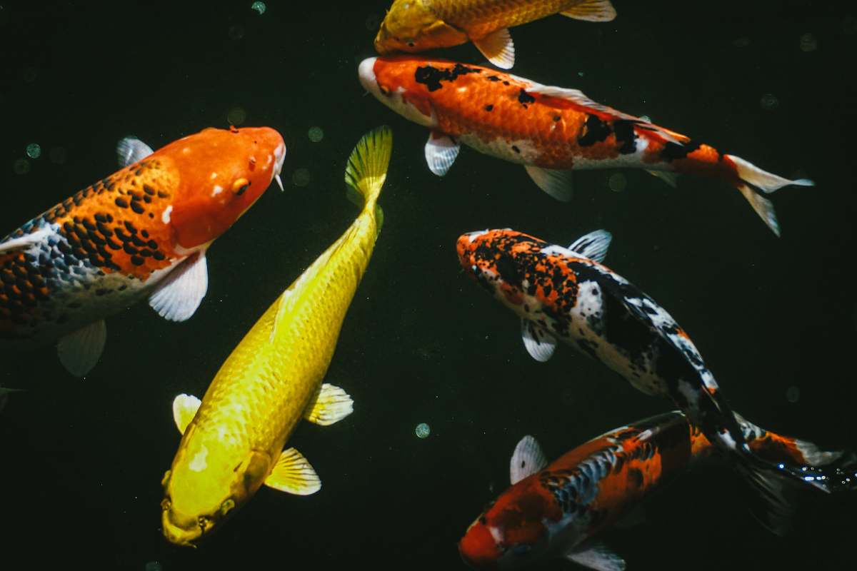 fish assorted-color koifish carp