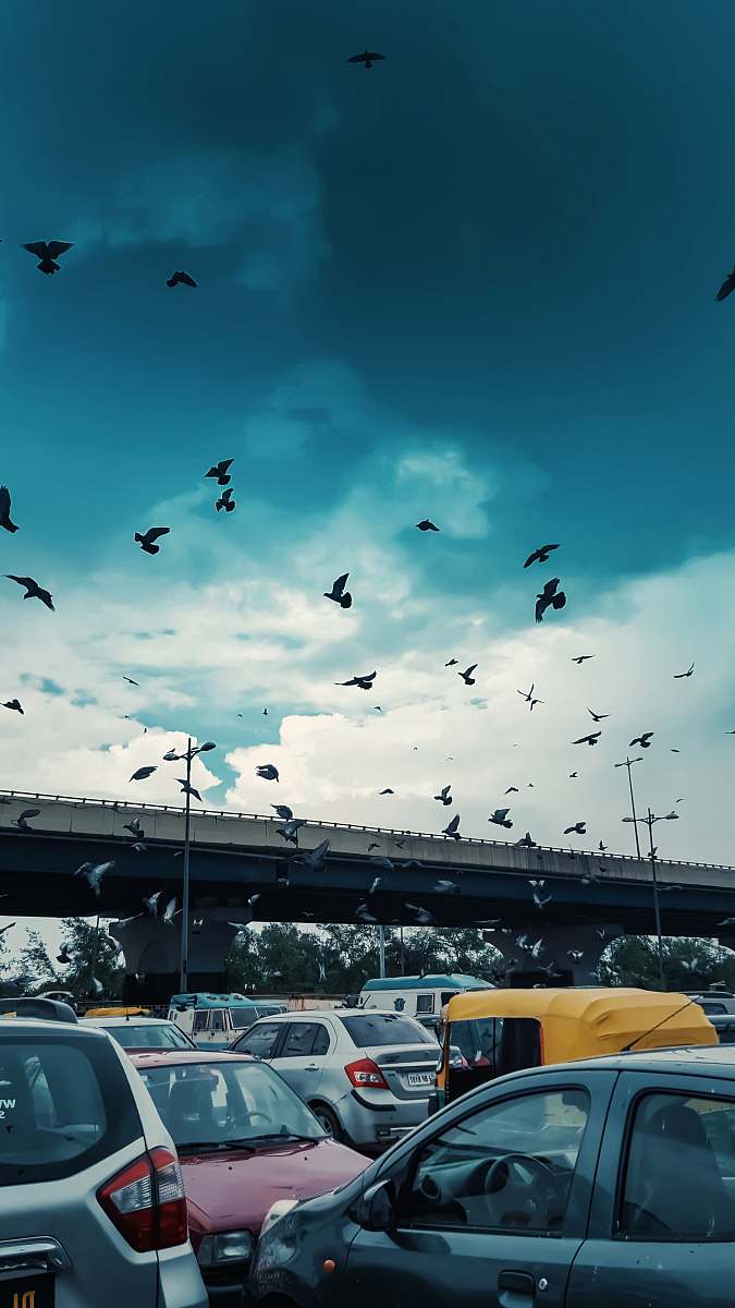flock assorted-color vehicles automobile