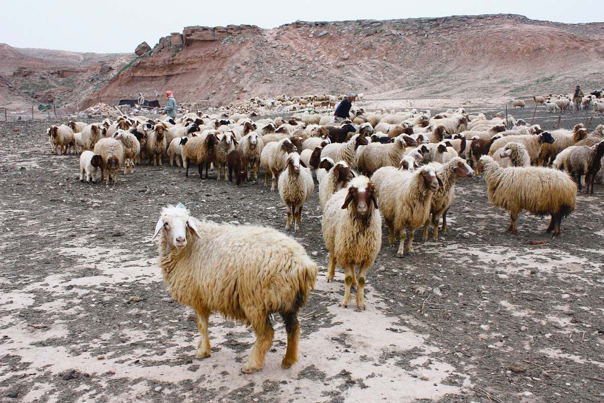 sheep assorted sheeps mammal