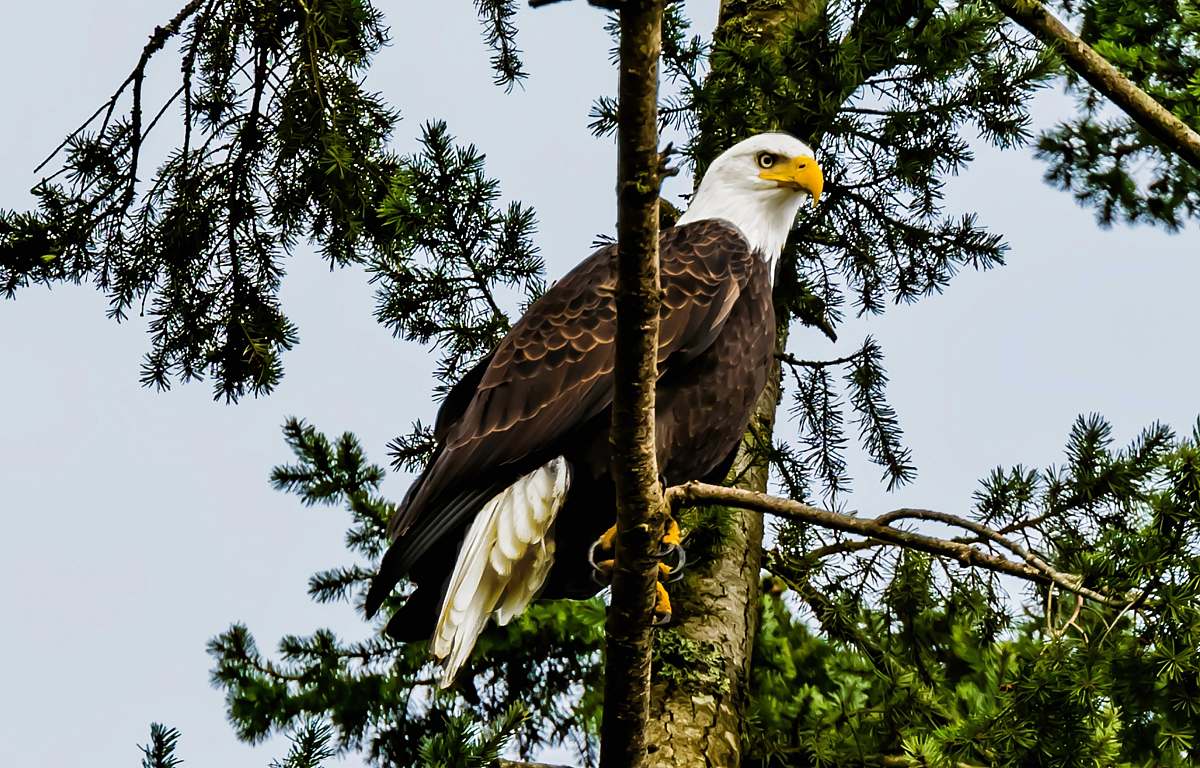 bird bald eafle bald eagle