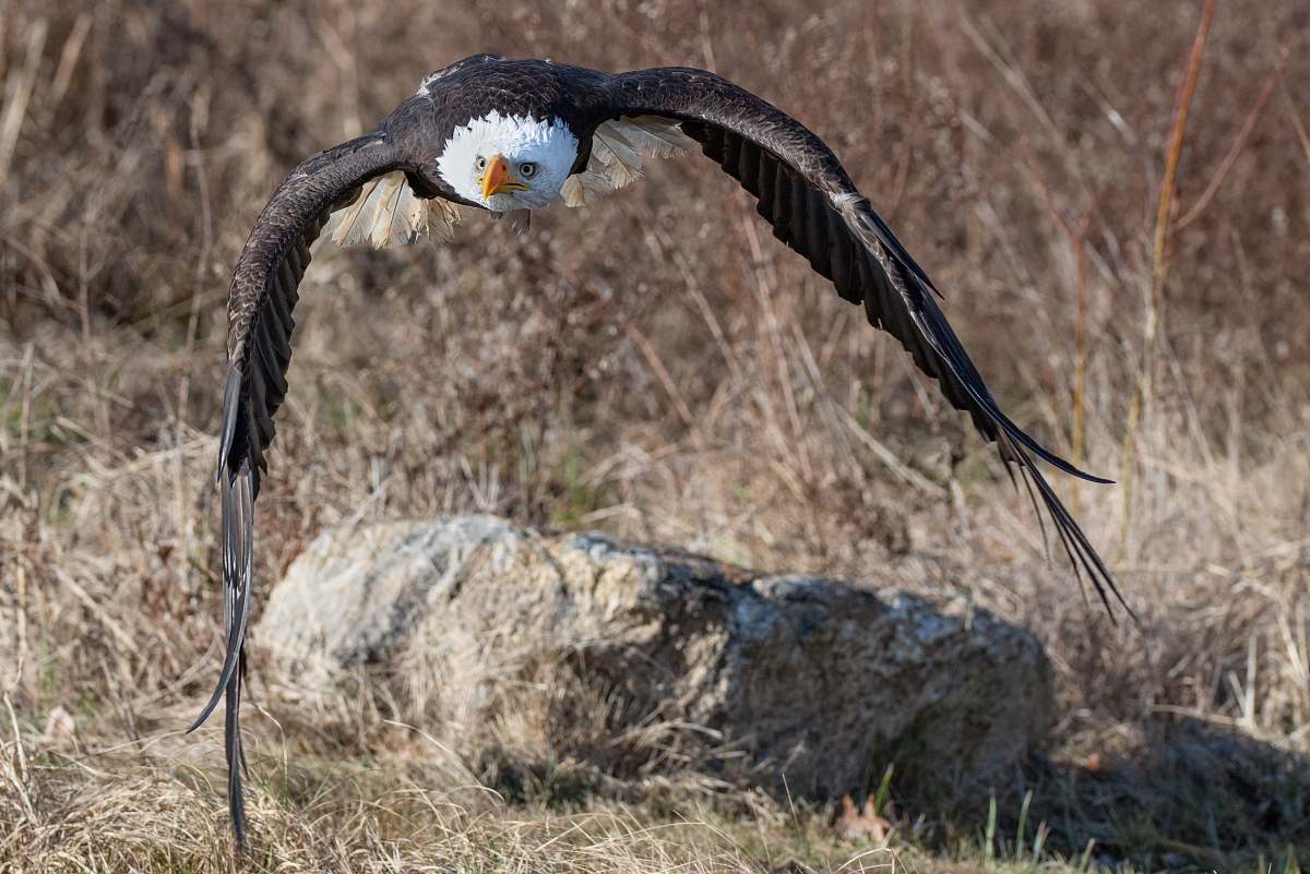 bird bald eagle eagle