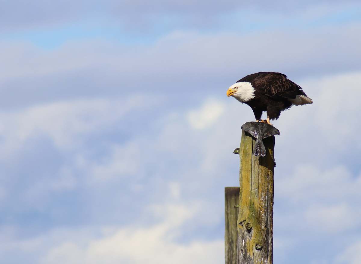 bird bald eagle fetched on brown post during daytime eagle