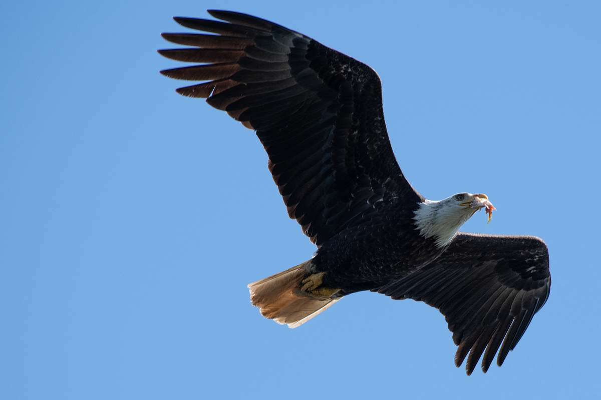 bird bald eagle flying across blue sky bald eagle