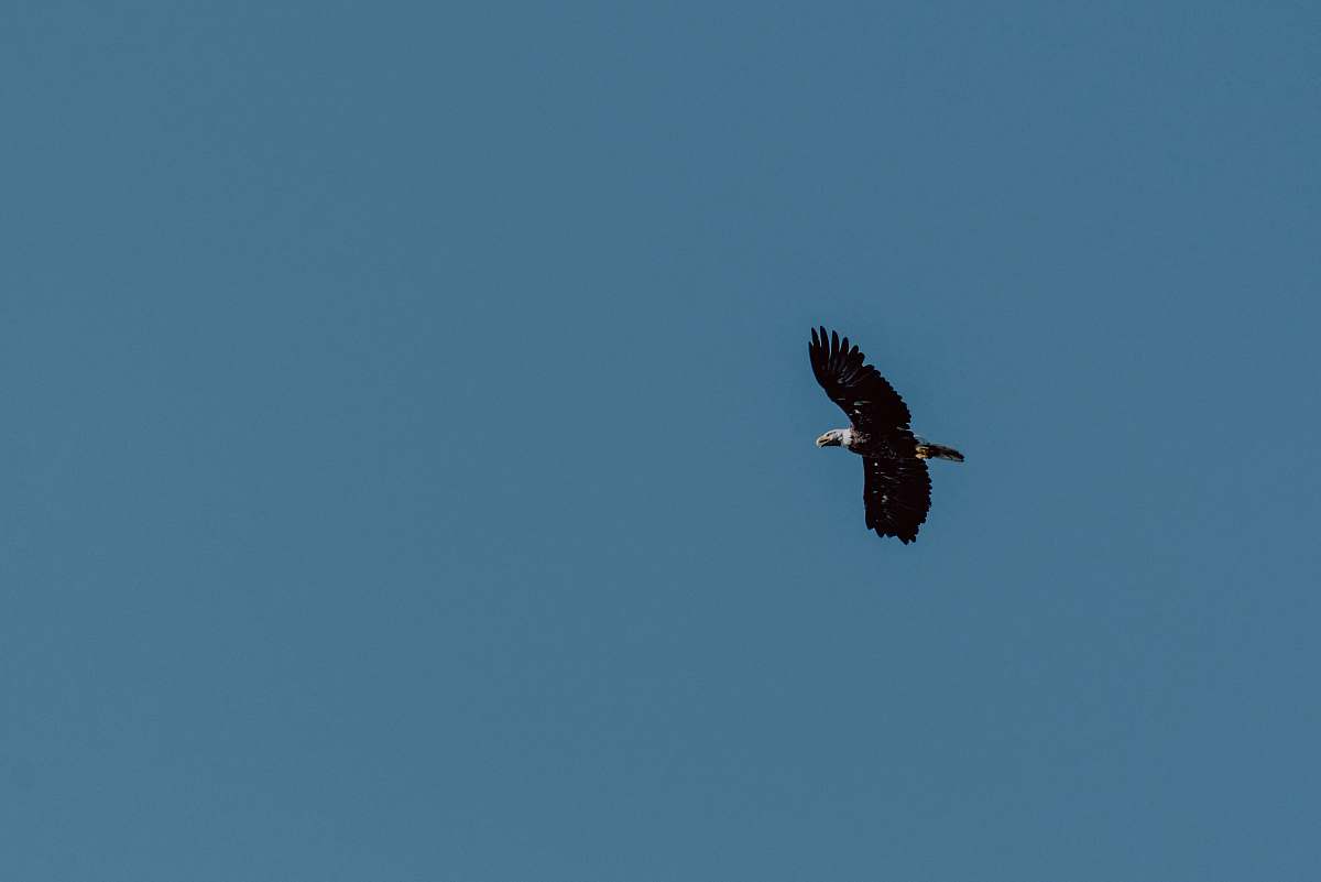 bird bald eagle flying during daytime vulture