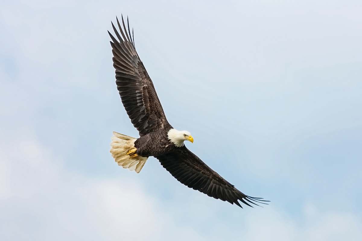 bird bald eagle flying on skies eagle