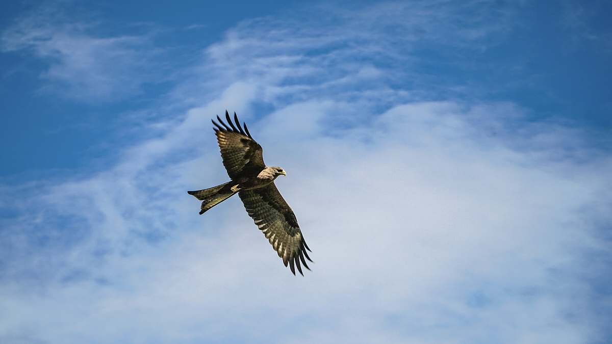 bird bald eagle flying under cloudy sky vulture