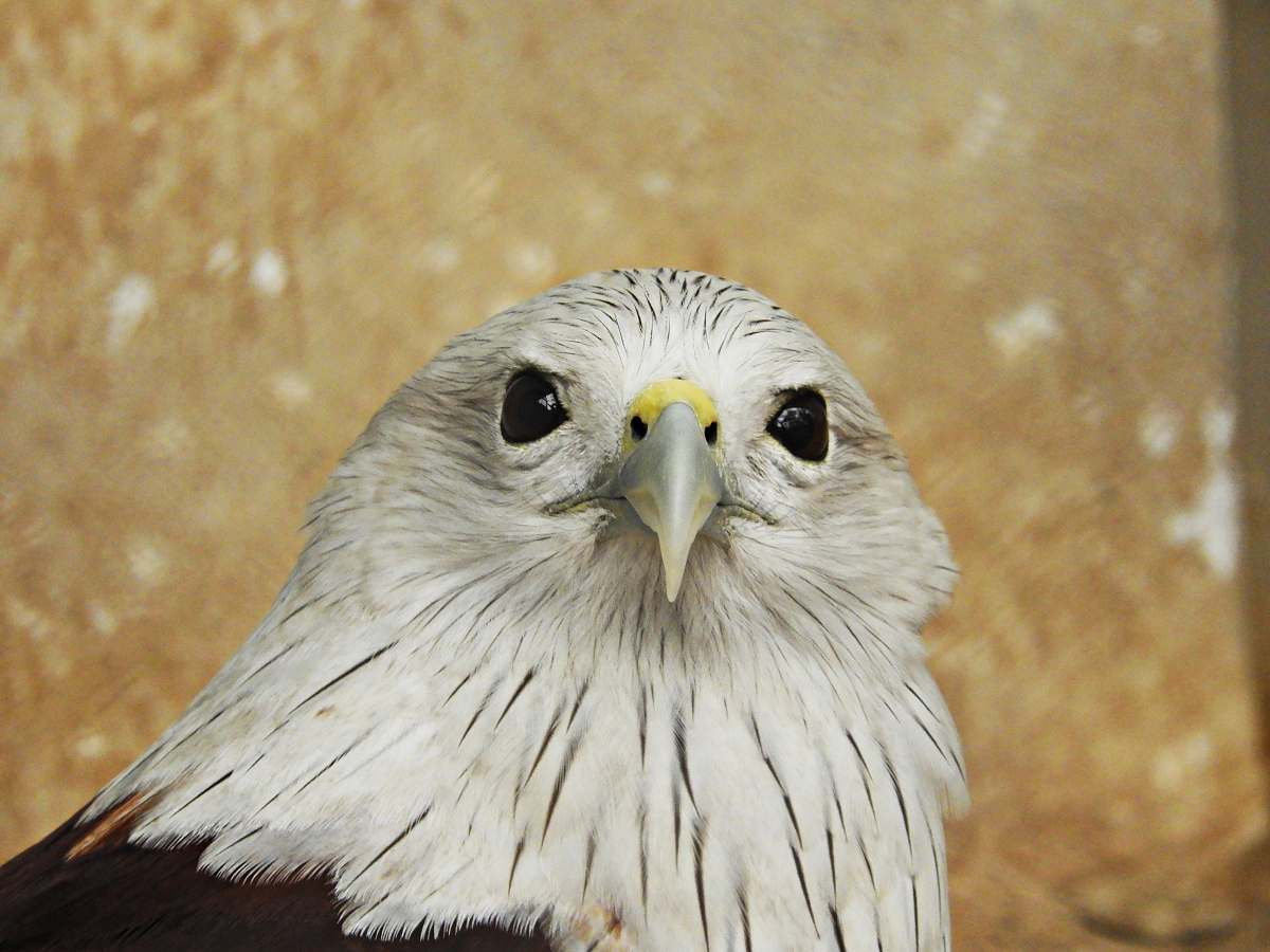 hawk bald eagle national zoological park