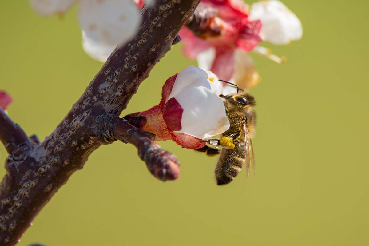 bee bee on white cherry blossom apidae