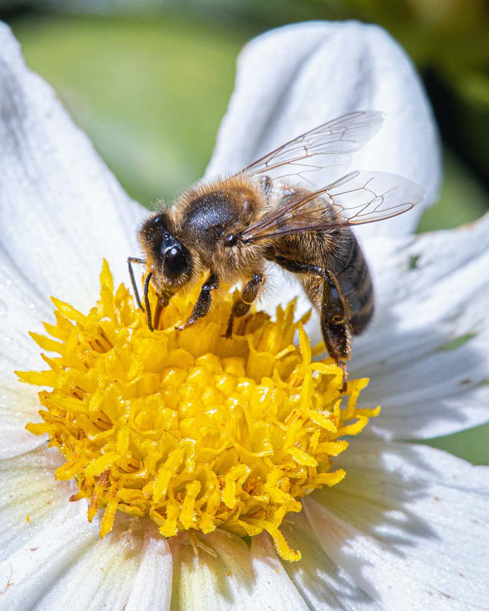 bee bee perch on white flower insect