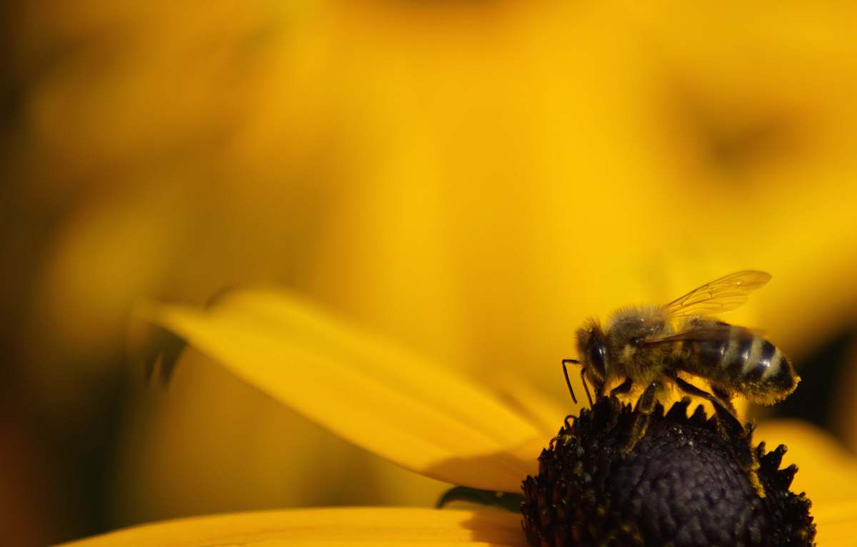 bee bee perching on flower invertebrate